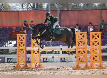 Deutsches Sportpferd, Stute, 9 Jahre, 162 cm, Brauner