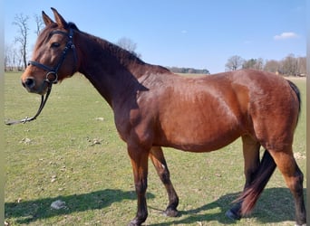 Deutsches Sportpferd, Stute, 9 Jahre, 163 cm, Brauner