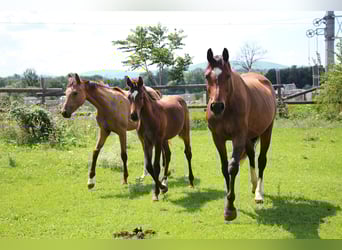 Deutsches Sportpferd, Stute, 9 Jahre, 163 cm, Brauner