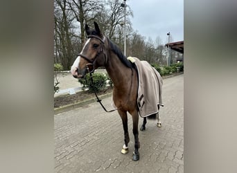 Deutsches Sportpferd, Stute, 9 Jahre, 164 cm, Brauner