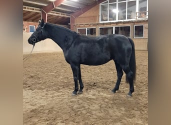 Deutsches Sportpferd, Stute, 9 Jahre, 164 cm, Rappe