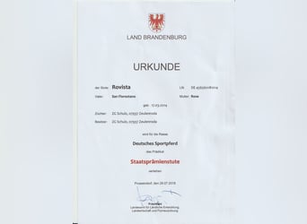 Deutsches Sportpferd, Stute, 9 Jahre, 164 cm, Rappe