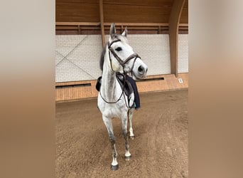 Deutsches Sportpferd, Stute, 9 Jahre, 164 cm, Schimmel