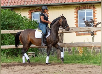 Deutsches Sportpferd, Stute, 9 Jahre, 164 cm, Schwarzbrauner