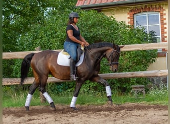 Deutsches Sportpferd, Stute, 9 Jahre, 164 cm, Schwarzbrauner
