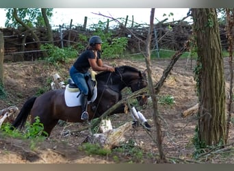 Deutsches Sportpferd, Stute, 9 Jahre, 164 cm, Schwarzbrauner
