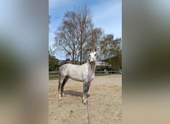 Deutsches Sportpferd, Stute, 9 Jahre, 165 cm, Apfelschimmel