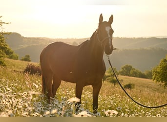 Deutsches Sportpferd, Stute, 9 Jahre, 165 cm, Brauner