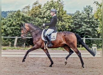 Deutsches Sportpferd, Stute, 9 Jahre, 165 cm, Brauner