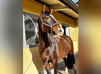 Deutsches Sportpferd, Stute, 9 Jahre, 165 cm, Dunkelbrauner