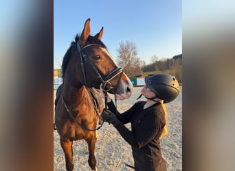 Deutsches Sportpferd, Stute, 9 Jahre, 165 cm, Dunkelbrauner