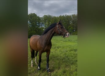 Deutsches Sportpferd, Stute, 9 Jahre, 165 cm, Dunkelbrauner