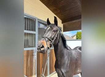 Deutsches Sportpferd, Stute, 9 Jahre, 165 cm, Dunkelbrauner