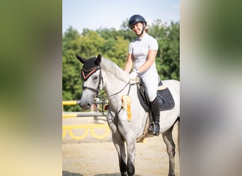 Deutsches Sportpferd, Stute, 9 Jahre, 166 cm, Schimmel