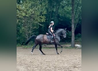 Deutsches Sportpferd, Stute, 9 Jahre, 166 cm, Schwarzbrauner