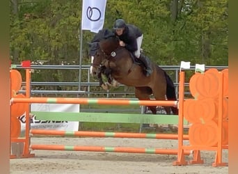 Deutsches Sportpferd, Stute, 9 Jahre, 167 cm, Brauner