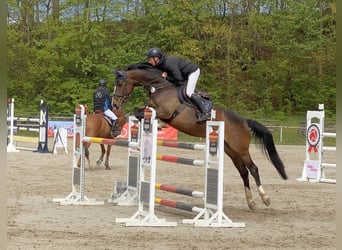 Deutsches Sportpferd, Stute, 9 Jahre, 167 cm, Brauner