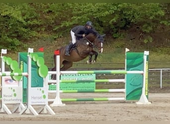 Deutsches Sportpferd, Stute, 9 Jahre, 167 cm, Brauner