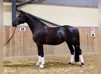 Deutsches Sportpferd, Stute, 9 Jahre, 167 cm, Rappe