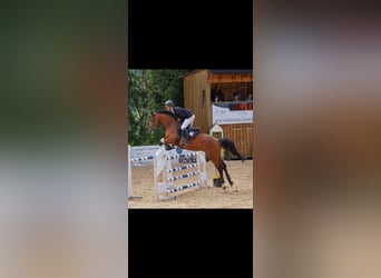 Deutsches Sportpferd, Stute, 9 Jahre, 168 cm, Brauner