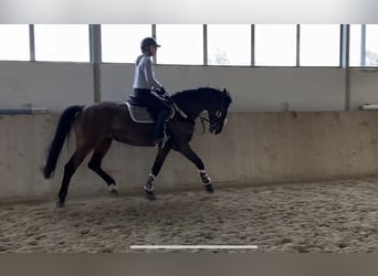 Deutsches Sportpferd, Stute, 9 Jahre, 168 cm, Brauner