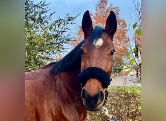 Deutsches Sportpferd, Stute, 9 Jahre, 168 cm, Brauner
