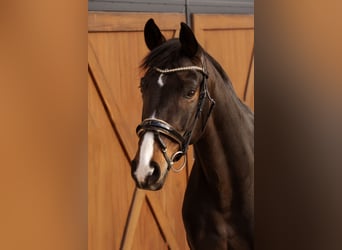 Deutsches Sportpferd, Stute, 9 Jahre, 168 cm, Dunkelbrauner