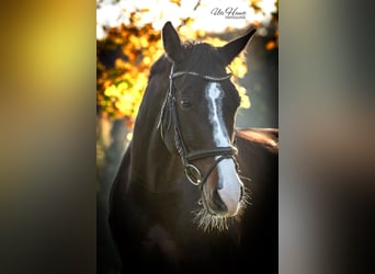 Deutsches Sportpferd, Stute, 9 Jahre, 168 cm, Dunkelbrauner
