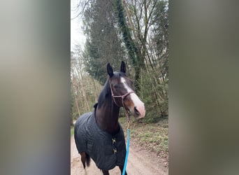 Deutsches Sportpferd, Stute, 9 Jahre, 168 cm, Dunkelbrauner