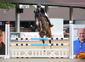 Deutsches Sportpferd, Stute, 9 Jahre, 168 cm, Dunkelbrauner
