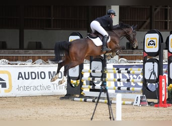 Deutsches Sportpferd, Stute, 9 Jahre, 168 cm, Dunkelbrauner