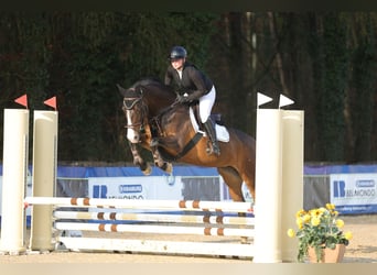 Deutsches Sportpferd, Stute, 9 Jahre, 168 cm, Dunkelbrauner