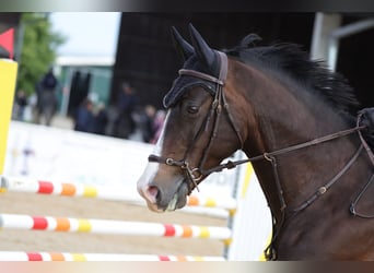 Deutsches Sportpferd, Stute, 9 Jahre, 168 cm, Dunkelbrauner