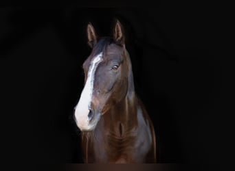 Deutsches Sportpferd, Stute, 9 Jahre, 168 cm, Dunkelbrauner