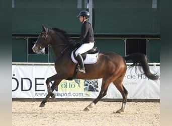 Deutsches Sportpferd, Stute, 9 Jahre, 168 cm, Dunkelbrauner