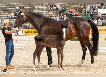 Deutsches Sportpferd, Stute, 9 Jahre, 168 cm, Dunkelbrauner