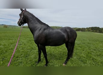 Deutsches Sportpferd, Stute, 9 Jahre, 168 cm, Rappe