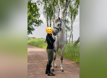 Deutsches Sportpferd, Stute, 9 Jahre, 168 cm, Schimmel