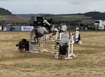 Deutsches Sportpferd, Stute, 9 Jahre, 168 cm, Schimmel