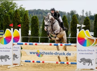 Deutsches Sportpferd, Stute, 9 Jahre, 168 cm, Schimmel