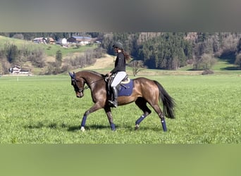 Deutsches Sportpferd, Stute, 9 Jahre, 168 cm, Schwarzbrauner