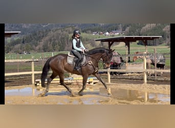Deutsches Sportpferd, Stute, 9 Jahre, 168 cm, Schwarzbrauner