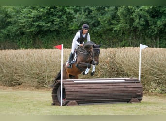 Deutsches Sportpferd, Stute, 9 Jahre, 168 cm, Schwarzbrauner