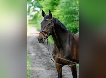 Deutsches Sportpferd, Stute, 9 Jahre, 168 cm, Schwarzbrauner