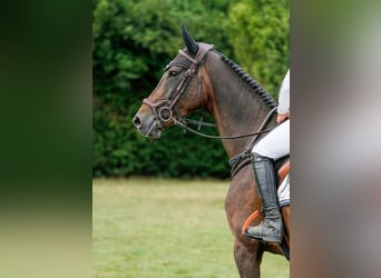 Deutsches Sportpferd, Stute, 9 Jahre, 168 cm, Schwarzbrauner