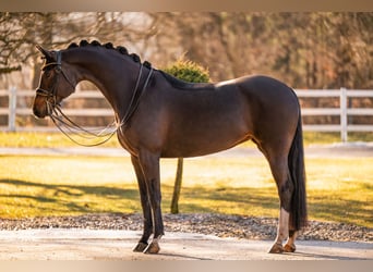 Deutsches Sportpferd, Stute, 9 Jahre, 169 cm, Dunkelbrauner