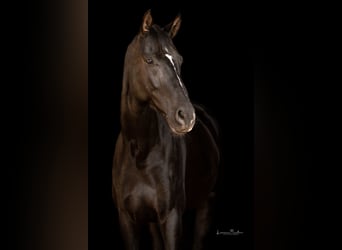 Deutsches Sportpferd, Stute, 9 Jahre, 169 cm, Dunkelbrauner