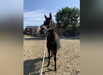 Deutsches Sportpferd, Stute, 9 Jahre, 169 cm, Dunkelbrauner
