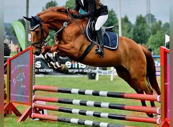 Deutsches Sportpferd, Stute, 9 Jahre, 169 cm, Fuchs