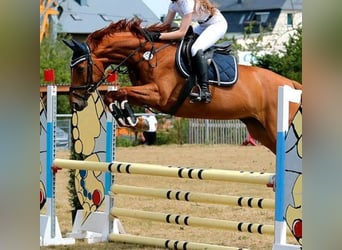 Deutsches Sportpferd, Stute, 9 Jahre, 169 cm, Fuchs